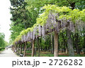 藤の回廊