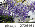 鳥羽の藤　ノダフジ