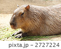 2727224