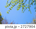 カツラの新緑と青空