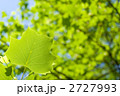 ユリノキの新緑