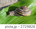 カタツムリ