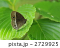 ジャノメチョウの仲間　～コジャノメ～