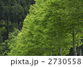 防風林