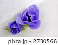 アネモネ