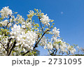 白いノダフジの花と青空