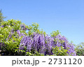 紫のノダフジの花と青空