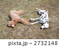 犬