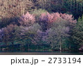 中綱湖の大山桜
