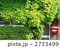省エネ対策窓を覆う緑のカーテン