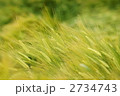 麦秋間近