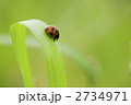 テントウムシ