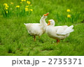 ガチョウ×２