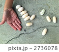 みどり亀の卵