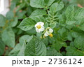 ジャガイモの花