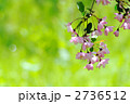 さくら