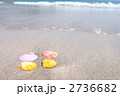 砂浜のペクティンノビリス