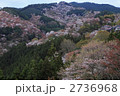 吉野の千本桜