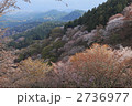 吉野の千本桜