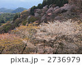 吉野の千本桜
