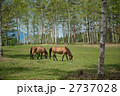 2頭の木曽馬