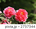 牡丹（日暮）