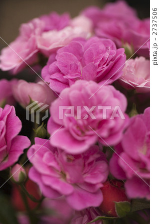 薔薇 花 ブーケ