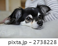 2738228