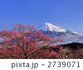 梅と富士山-222677