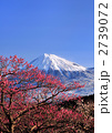 梅と富士山-222678