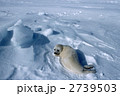 2739503