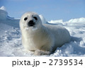 2739534