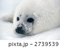 2739539