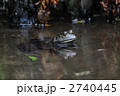 ウシガエル