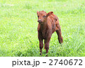 牧草地と子牛
