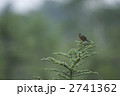 ホオアカ