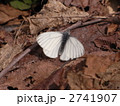 シロチョウ
