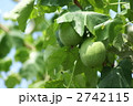 黄烏瓜　別名　狐の枕