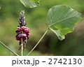 秋の季語　葛の花