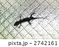 やもり