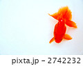 2742232