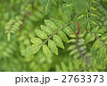 山椒の葉