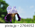 菖蒲
