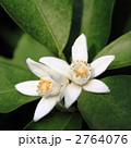 柚子の花