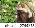 ホンドタヌキ タヌキ 狸