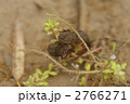 イモリの親子