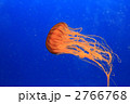 アカクラゲ