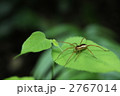 葉っぱの上の蜘蛛