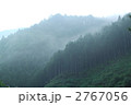 霧に煙る杉山