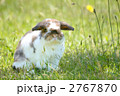 うさぎ